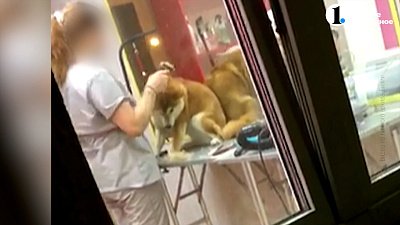 В Челябинске грумер избил собаку во время стрижки