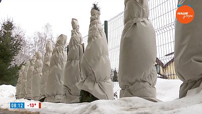 Оперативные работы в саду в декабре – в рубрике «Руки садовода»