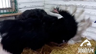 В Челябинском зоопарке страус любит делать уборку