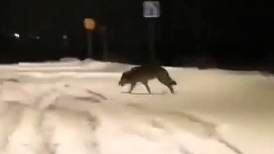 В Юрюзани заметили пробегающего волка