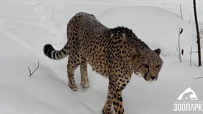 В Челябинском зоопарке отметили Международный день гепарда