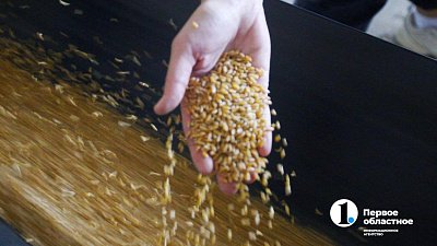 Сельхозпроизводителям Челябинской области помогут продать фуражное зерно