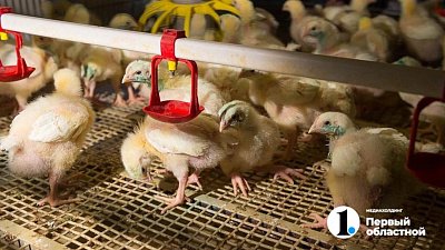 Челябинская область нарастит производство куриных яиц для снижения их стоимости