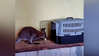 Кенгуренок из Озерска переехал в Тюмень