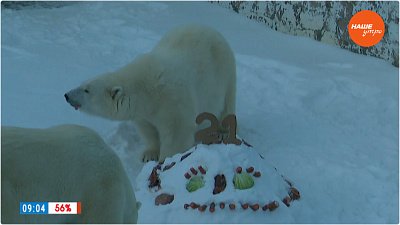 День рождения белой медведицы в прямом включении из зоопарка