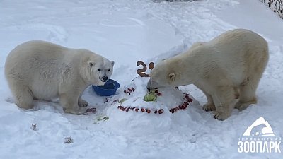 В Челябинском зоопарке отпраздновали день рождения белой медведицы