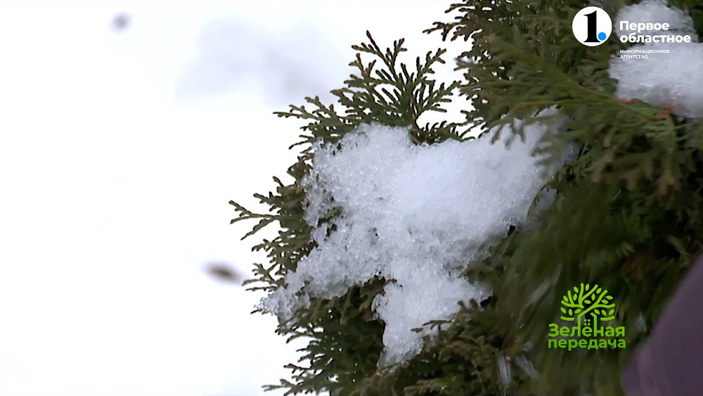 В новом выпуске «Зеленой передачи» поговорим о наиболее важных работах в саду и дома в декабре