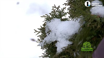 В новом выпуске «Зеленой передачи» поговорим о наиболее важных работах в саду и дома в декабре