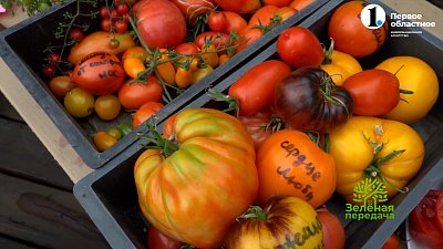 Любите итальянскую кухню? Выбирайте подходящие сорта помидоров