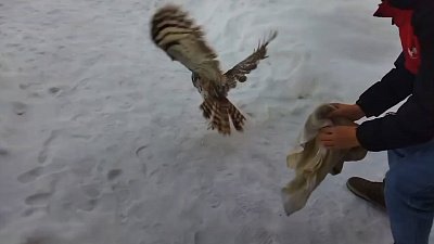 В Аше сова залетела в подъезд многоэтажного дома