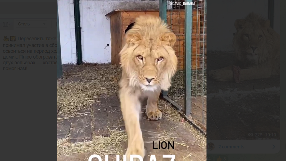 Лев Шираз в Челябинске переехал в теплый вольер