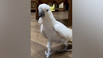 В Челябинском зоопарке попугай Жора вновь развлекает сотрудников