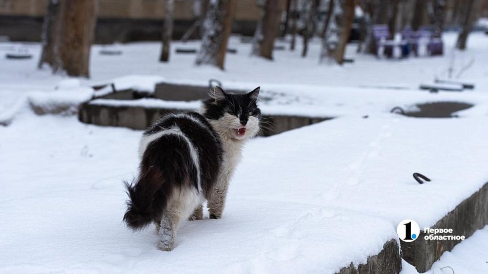 В Брединском районе введен карантин по бешенству животных