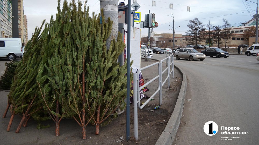 Жителям Челябинской области напомнили о штрафах до 300 тыс. рублей за незаконную вырубку елей