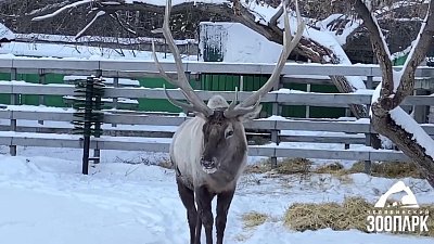 Посетители Челябинского зоопарка смогут наблюдать за копытными с новых смотровых площадок