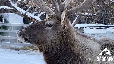 В Челябинском зоопарке завершилась реконструкция экспозиции «Копытный ряд»