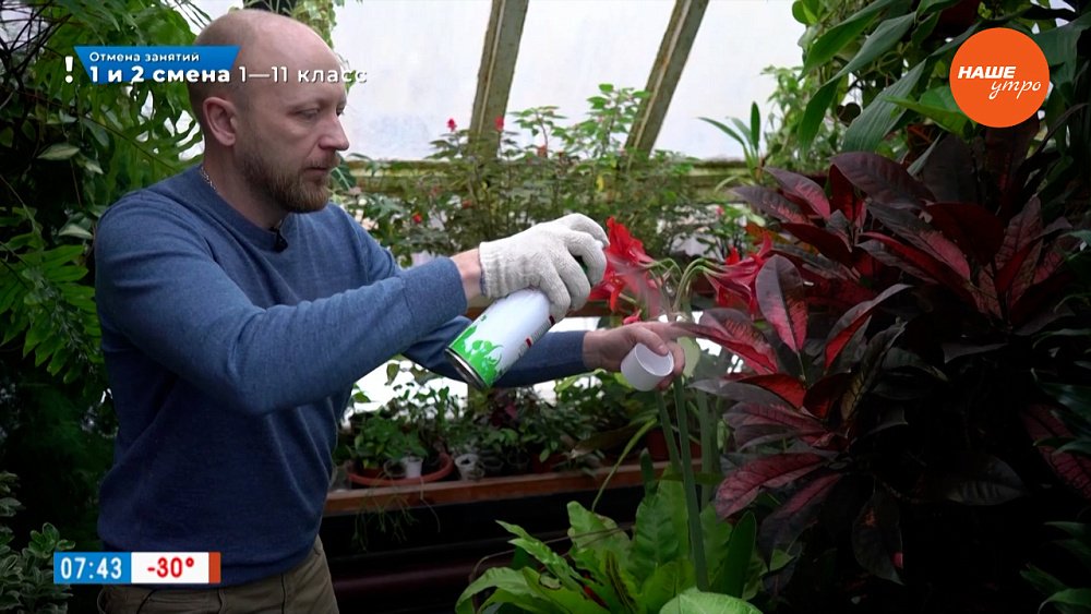 Придайте блеска листьям комнатных растений в рубрике «Руки садовода»