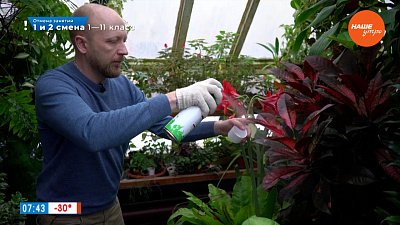 Придайте блеска листьям комнатных растений в рубрике «Руки садовода»