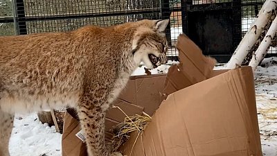 В Челябинском зоопарке рыси растерзали коробку