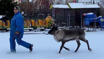 В Челябинском зоопарке северный олень вышел на прогулку