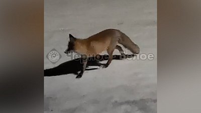 Жители Магнитогорска заметили лисицу на улице Алмазная