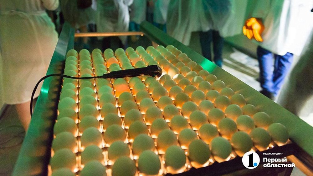 В России увеличат импорт куриных яиц для стабилизации цен на эту продукцию