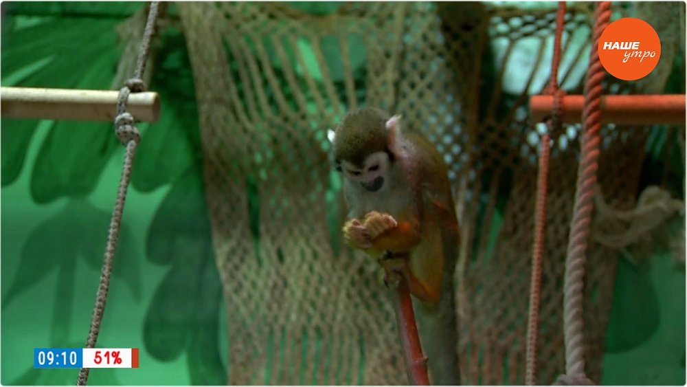 День обезьян