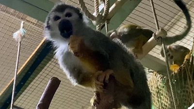 В Челябинском зоопарке обезьяны получили вкусные подарки