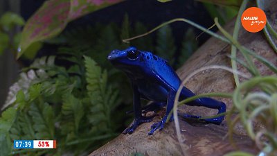 Необычный домашний питомец в сюжете «Синие лягушки»