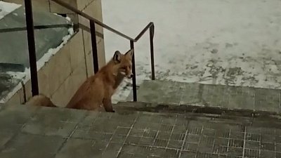 В Челябинске вновь заметили лисицу возле образовательного учреждения
