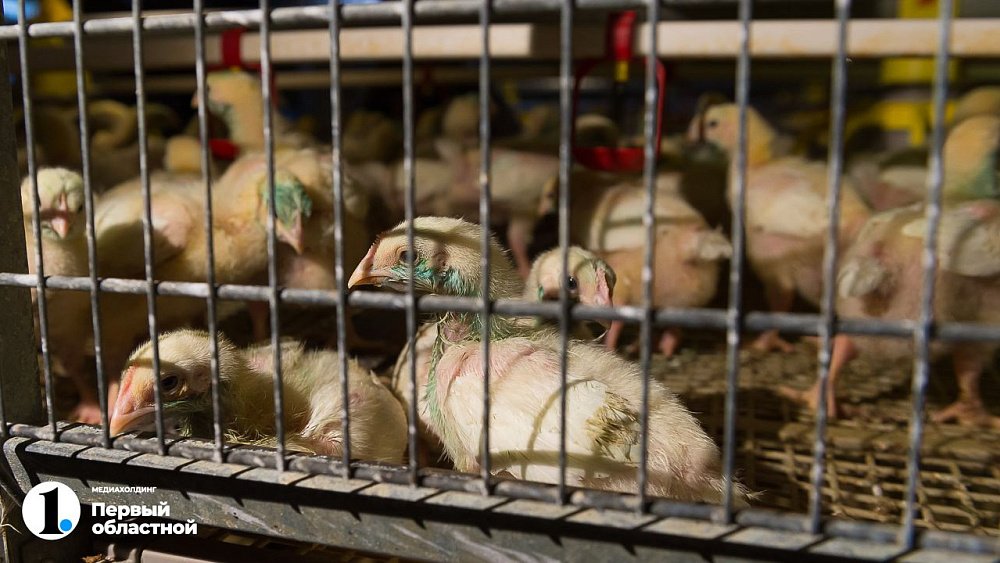 В Кунашакском районе птицефабрика построит очистные сооружения