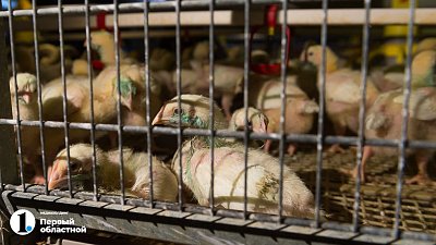 В Кунашакском районе птицефабрика построит очистные сооружения