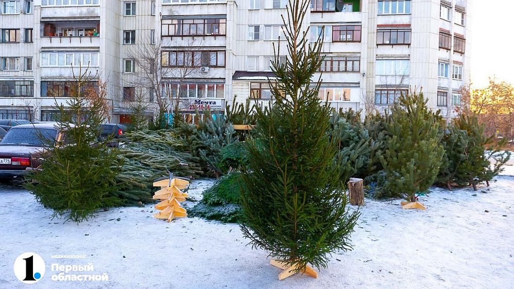 Рослесхоз рассказал о секретах выбора правильной новогодней елки