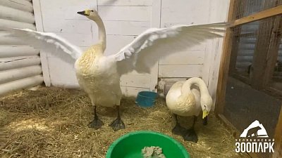 В Челябинском зоопарке лебеди любят стирать вещи