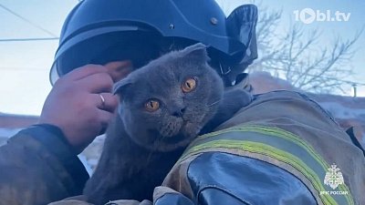 В Троицке сотрудники МЧС эвакуировали кота из горящего дома