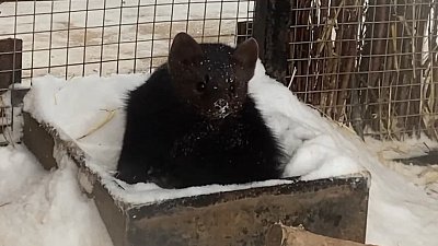 В Челябинском зоопарке соболь купается в снегу