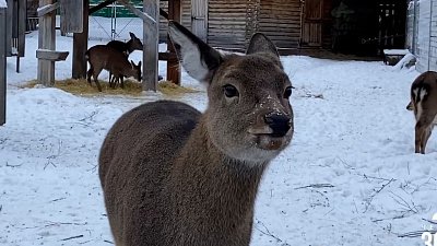 Из Челябинского зоопарка уезжают самки пятнистого оленя