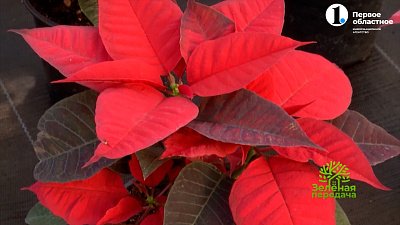 Как выращивать пуансеттию или «рождественскую звезду»