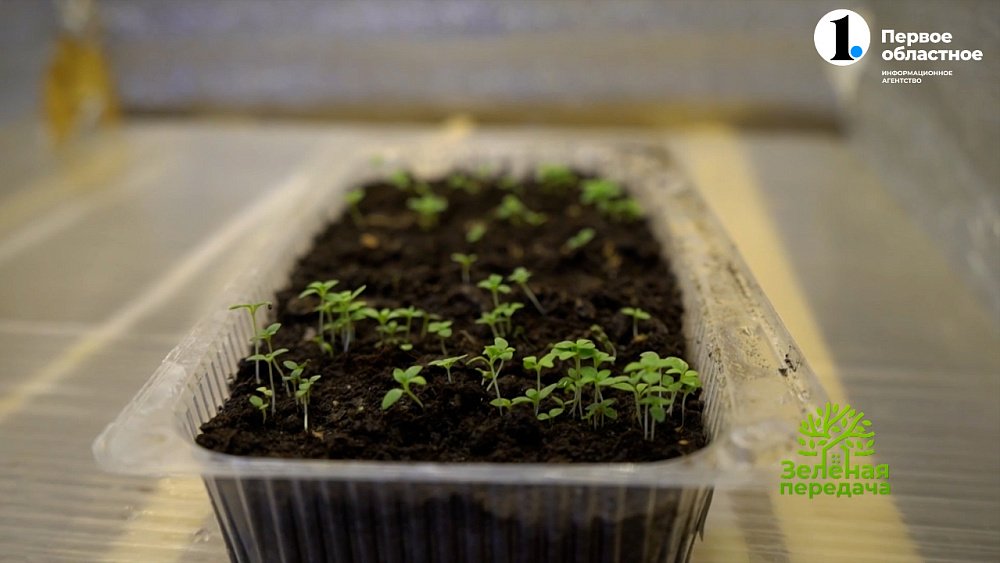 Цветовод рассказала, как правильно посеять эустому