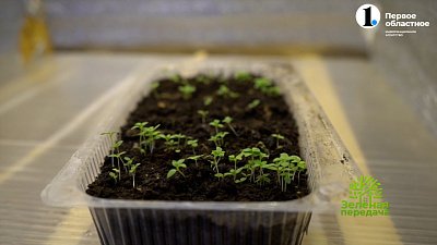 Цветовод рассказала, как правильно посеять эустому