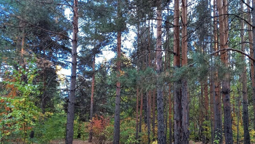 Принципиально «за»: охранную зону Челябинского городского бора предлагают увеличить на 63 гектара