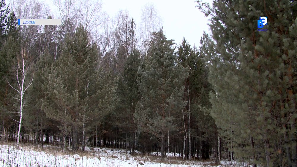 Внимание: рубка елок на Южном Урале запрещена!