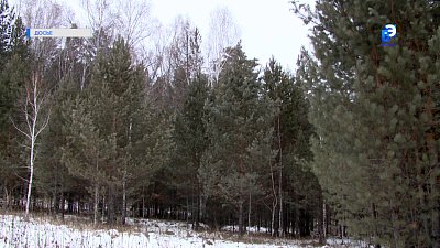 Внимание: рубка елок на Южном Урале запрещена!