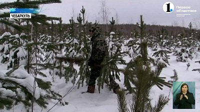 В Чебаркуле выслеживают ёлочных браконьеров