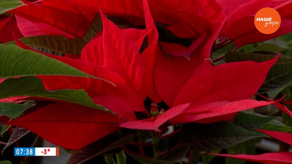 Пуансеттия — настоящая рождественская звезда в рубрике «Руки садовода»