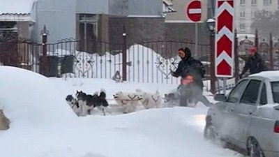 Челябинцы передвигаются по городу на собачьих упряжках