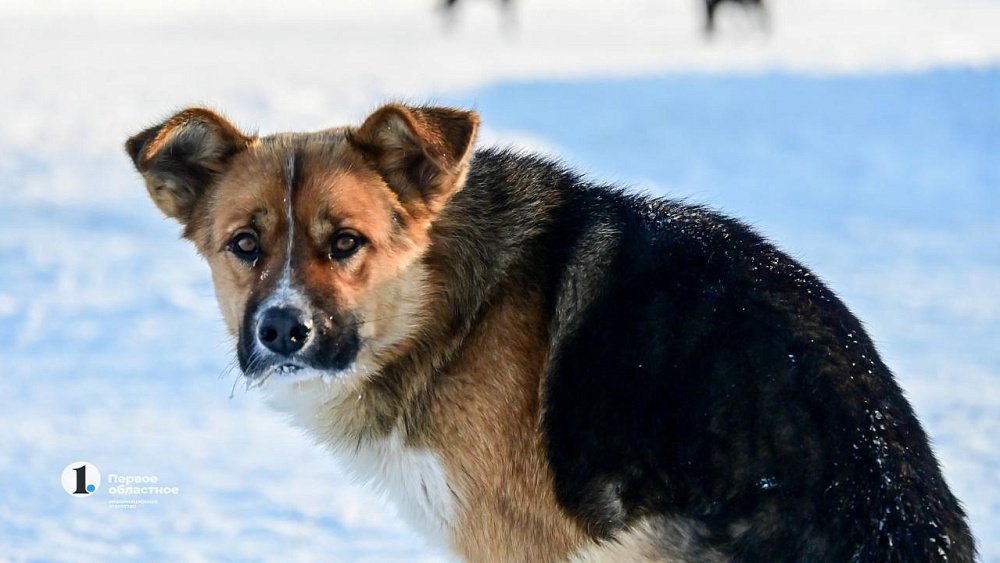 Отловом бездомных животных в Челябинске займется фирма из Москвы