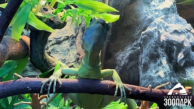 В Челябинском зоопарке появился новый питомец