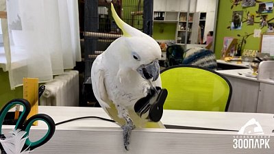 Попугай Жора в Челябинском зоопарке завершает важные дела