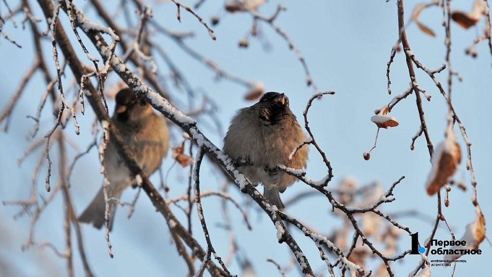 Морозную погоду со слабым ветром обещают синоптики в Челябинской области 6 января